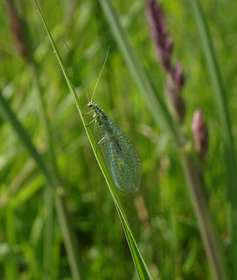Chrysopa perla - Gewone gaasvlieg