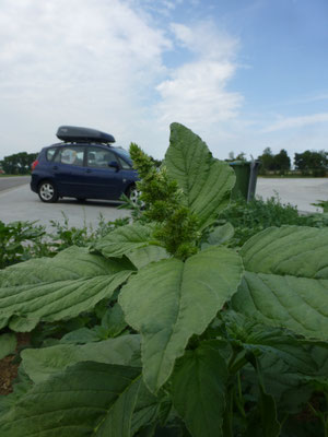 Amaranthus retroflexus - Papegaaienkruid