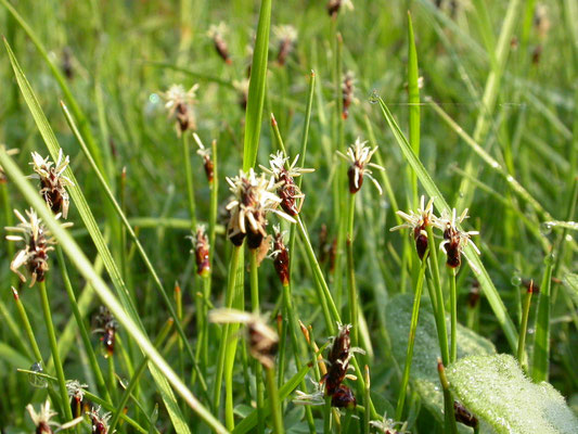 Eleocharis quinqueflora - Armbloemige waterbies