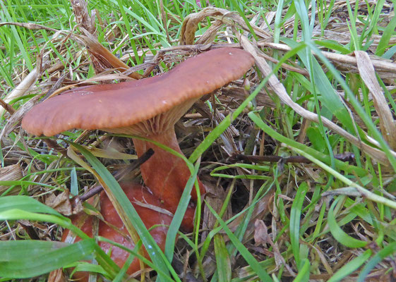 Lactarius camphoratus - Kruidige melkzwam