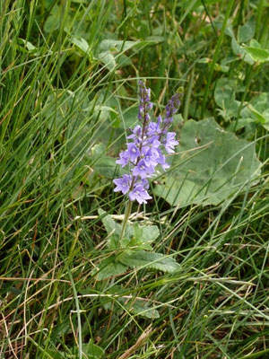 Veronica teucrium - Breedbladige ereprijs