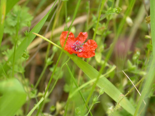 Papaver dubium - Kleine of Bleke klaproos