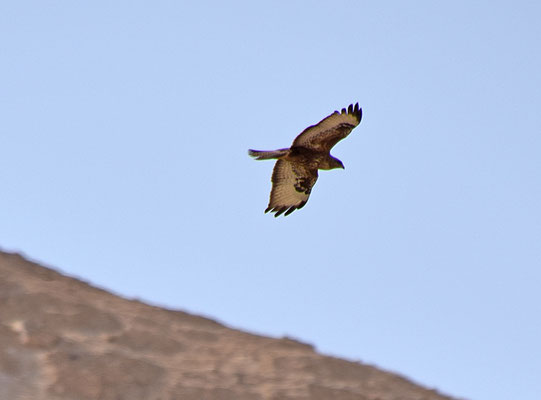 Steppebuizerd