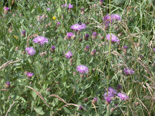 Centaurea jacea - Knoopkruid