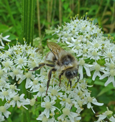 Bombus lucorum - Veldhommel