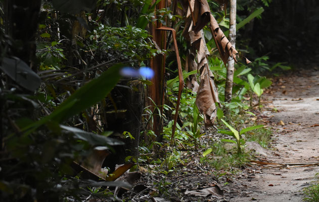 Vliegende Morpho: Morpho menelaus menelaus