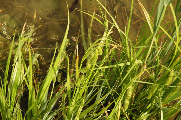 Carex pendula - Hangende zegge