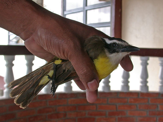 Great Kiskadee