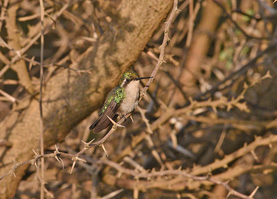 Blue-tailed Emerald