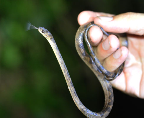 Leptodeira annulata annulata - Gewone Kattenoogslang