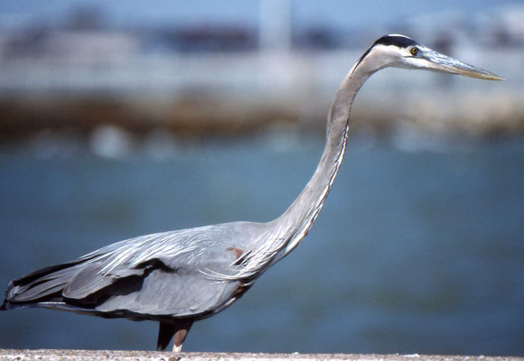 Great Blue Heron