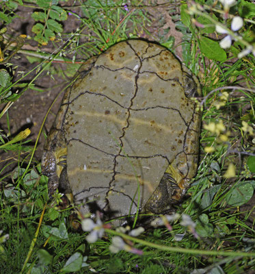 Moors beekschildpad
