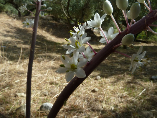 Urginea mantima
