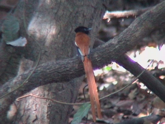 Red-bellied Paradise Flycatcher