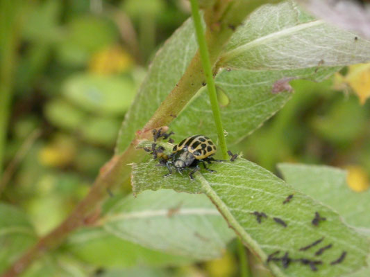Chrysomela vigintipunctata