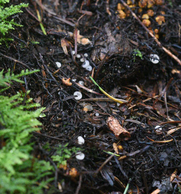  Leucoscypha leucotricha - Wit viltkogeltje
