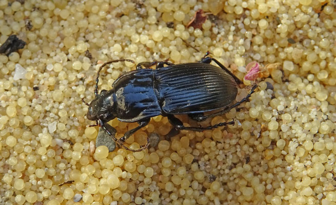 Abax ater