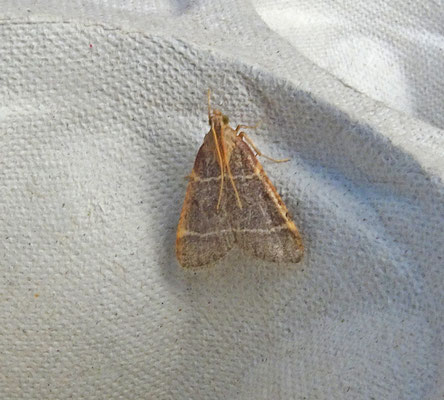 Hypsopygia glaucinalis - Tweelijnmot