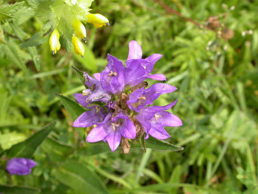Campanula glomerata - Kluwenklokje