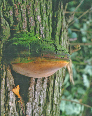 Phellinus robustus - Eikenvuurzwam