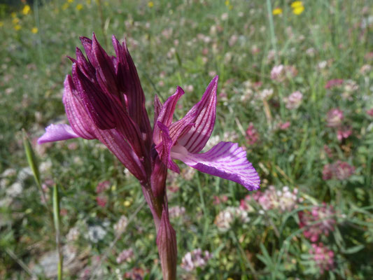 Anacamptis papilionacea - Vlinderorchis