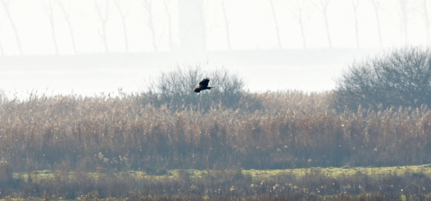 Zwarte wouw, Korendijkse Slikken