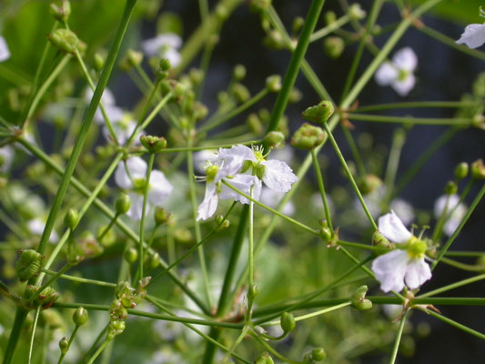 Alisma plantago-aquatica - Grote waterweegbree
