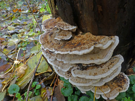 Bjerkandera fumosa - Rookzwam