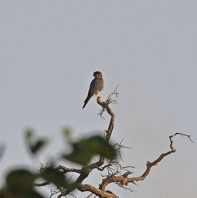 Falco chicquera - Red-necked Falcon