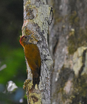 Golden-collared Woodpecker