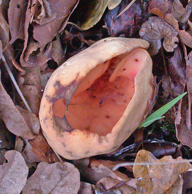 Otidea onotica - Gewoon varkensoor
