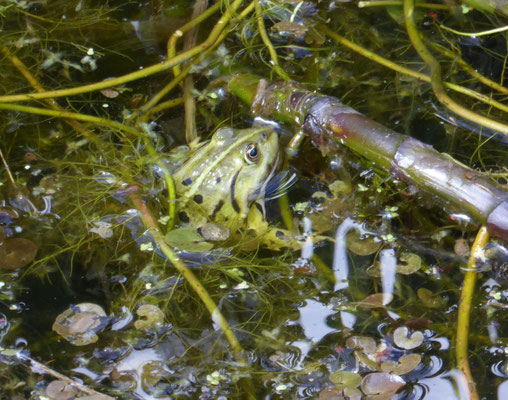 Pelophylax esculenta (bastaardkikker)