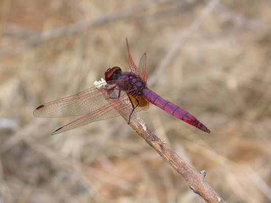 Tritemis annulata