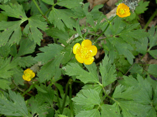Ranunculus  bulbosus - Knolboterbloem