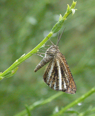 Bupalis pinaria - Dennenspanner