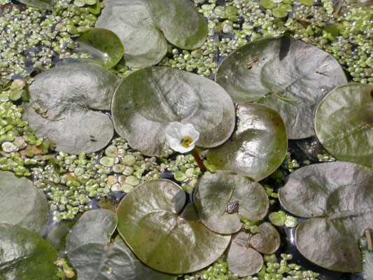 Hydrocharis morsus-ranae - Kikkerbeet
