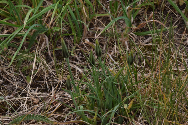 Scorzonera aristata