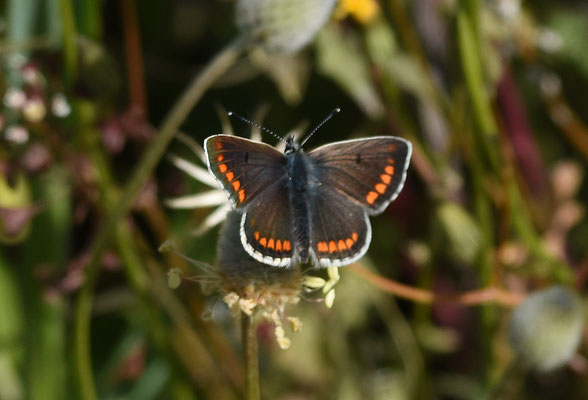 Bruin blauwtje