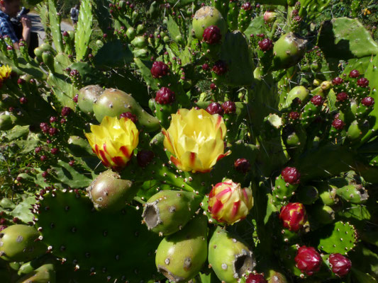 Opuntia ficus-indica - Barbarijse vijg