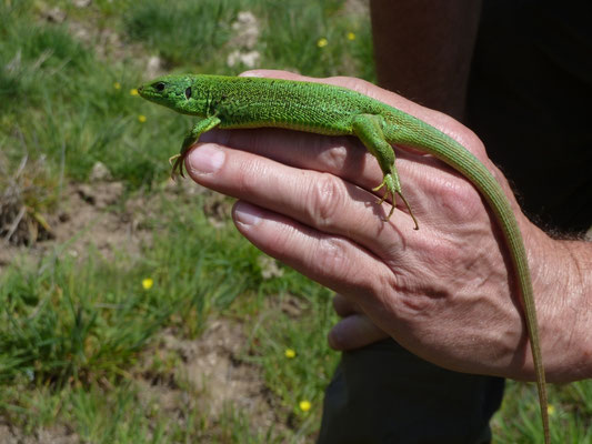 Lacerta trilineata (reuzensmaragdhagedis)