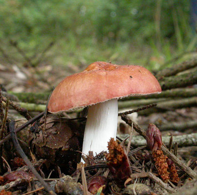 Russula paludosa - Appelrussula