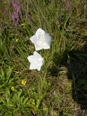 Campanula persicifolia  - Prachtklokje