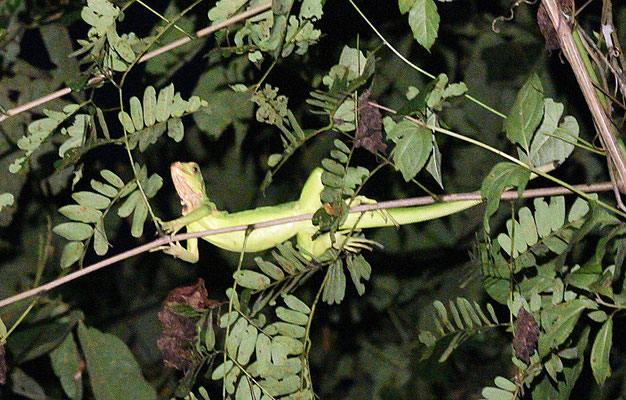 Groene Leguaan