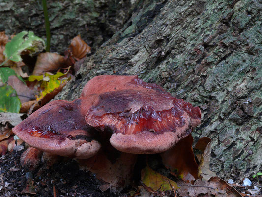 Fistulina hepatica - Biefstukzwam