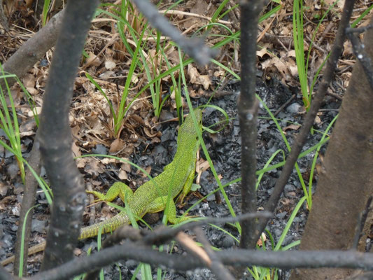 Lacerta trilineata