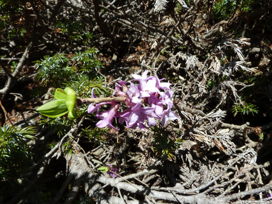 Daphne mezereum - Rood peperboompje