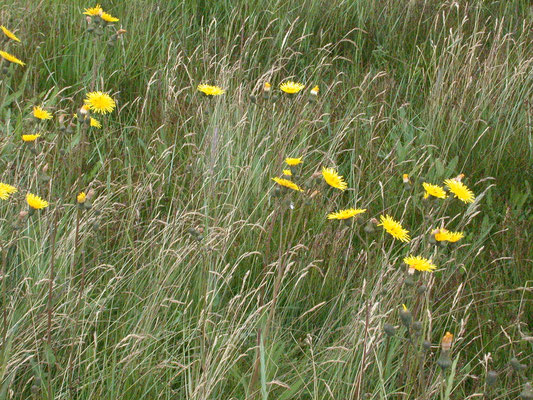 Sonchus arvensis var. maritimus - Zeemelkdistel