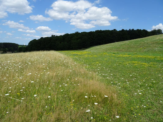 weiden