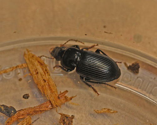 Harpalus rufipalpis - Roodtasterkruiper