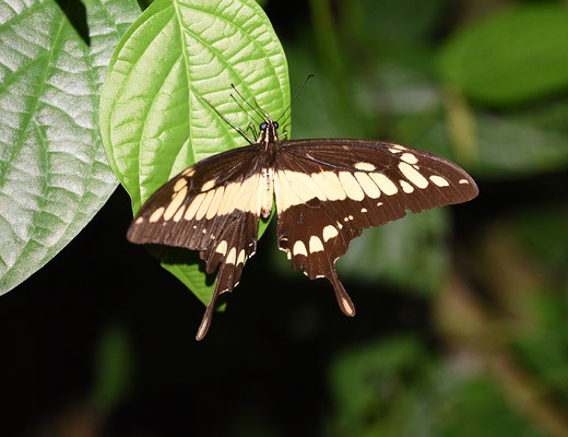 Heraclides thoas thoas